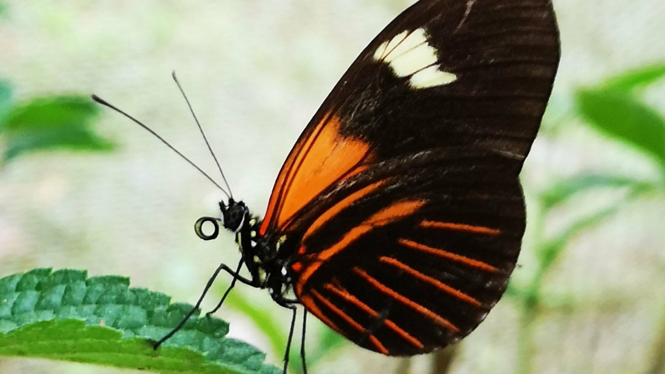 photo of a butterfly with orange, brown and white wings standing on a green leaf