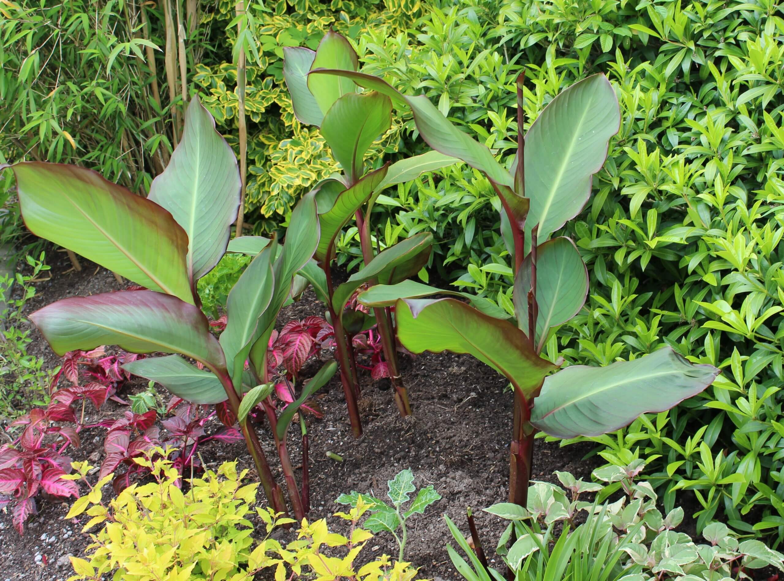 Bushes and plants in a flower bed