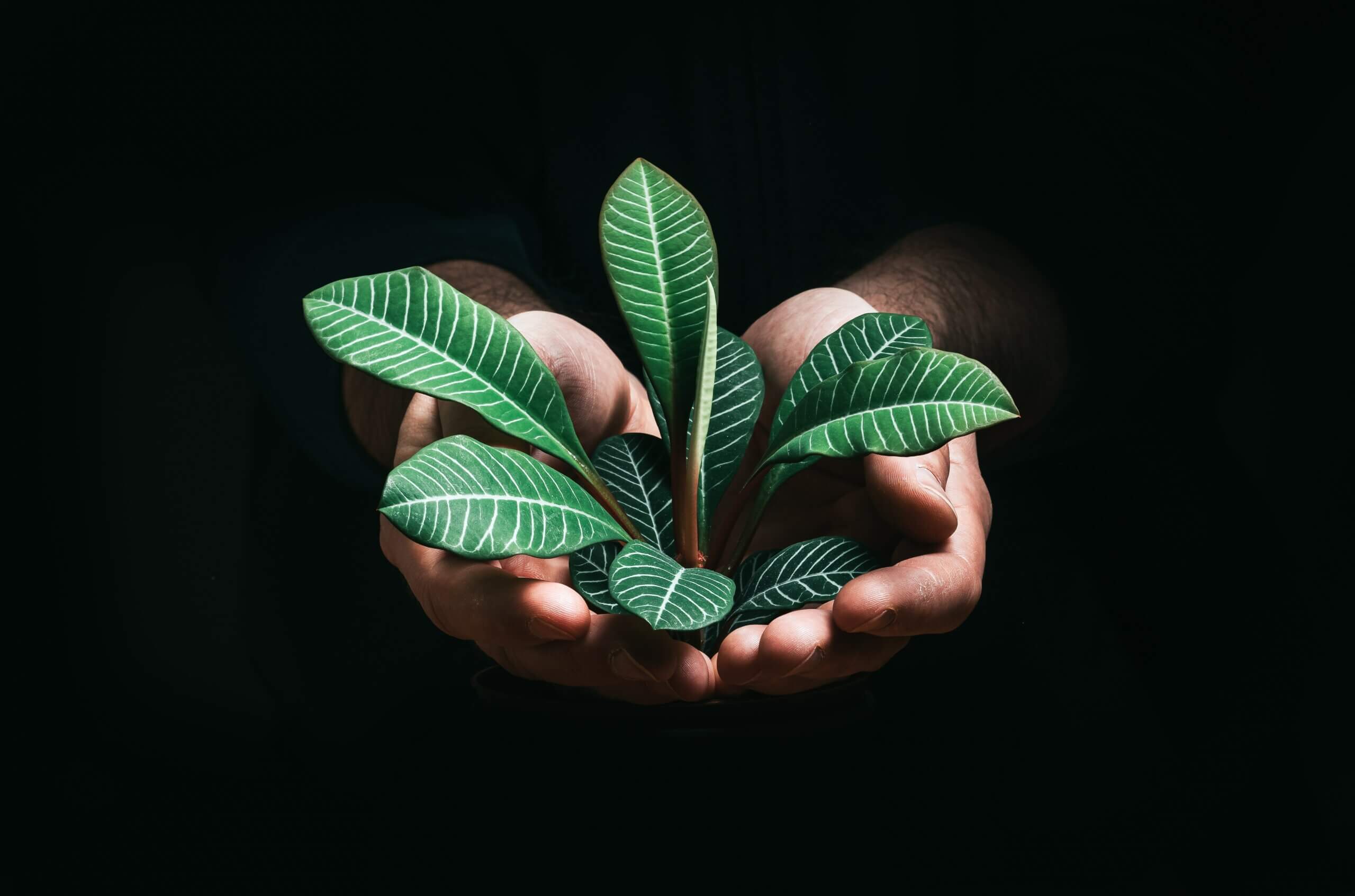 A pair of hands holding a plant