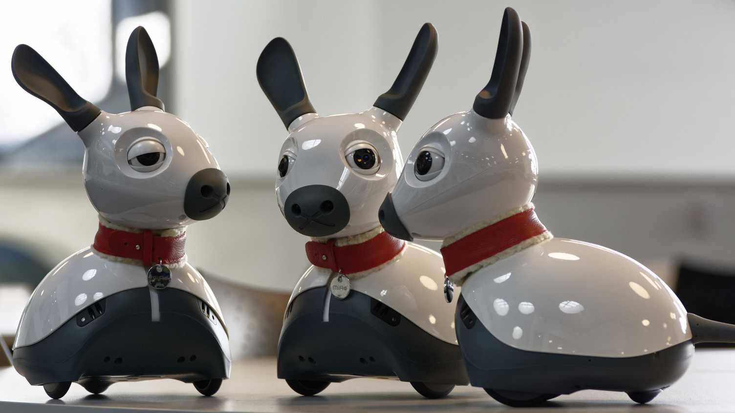 Robot dogs