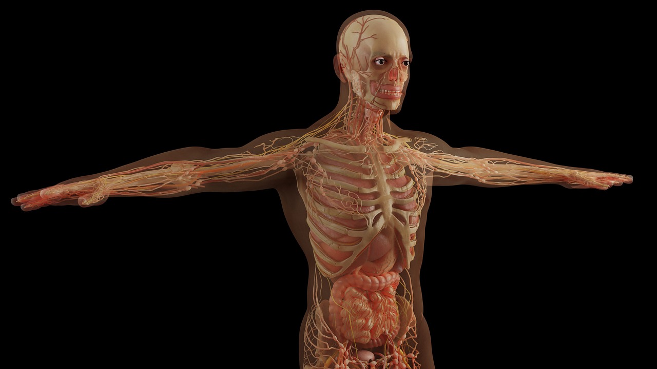 Xray of a human body