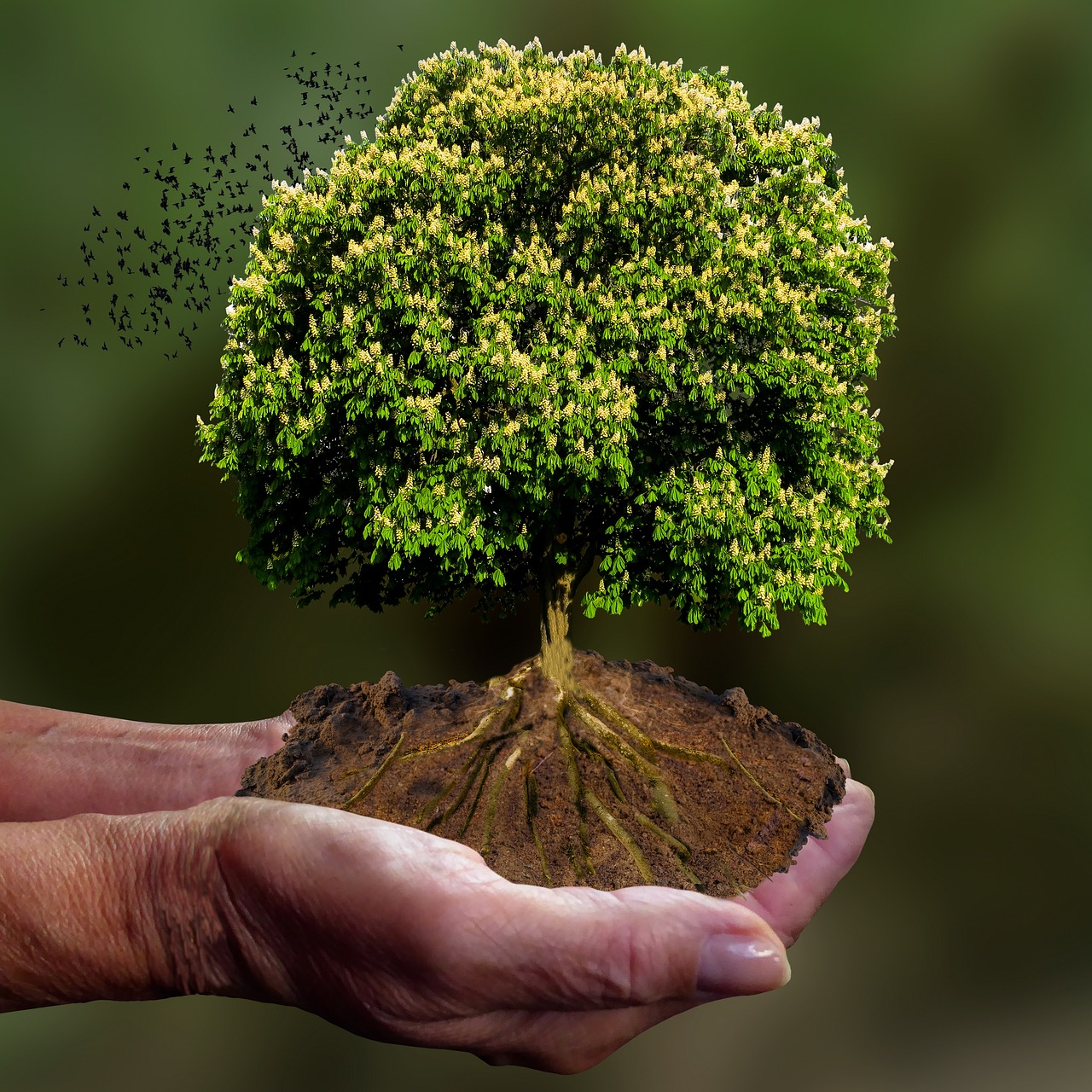 Small plant in the pair of a pair of hands