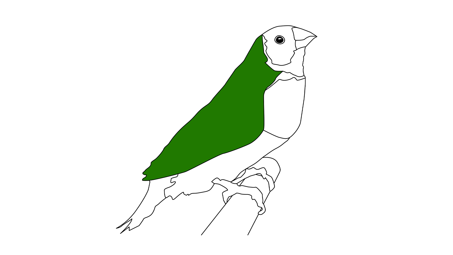 A Resonance of Emerald: The Colours of Birds