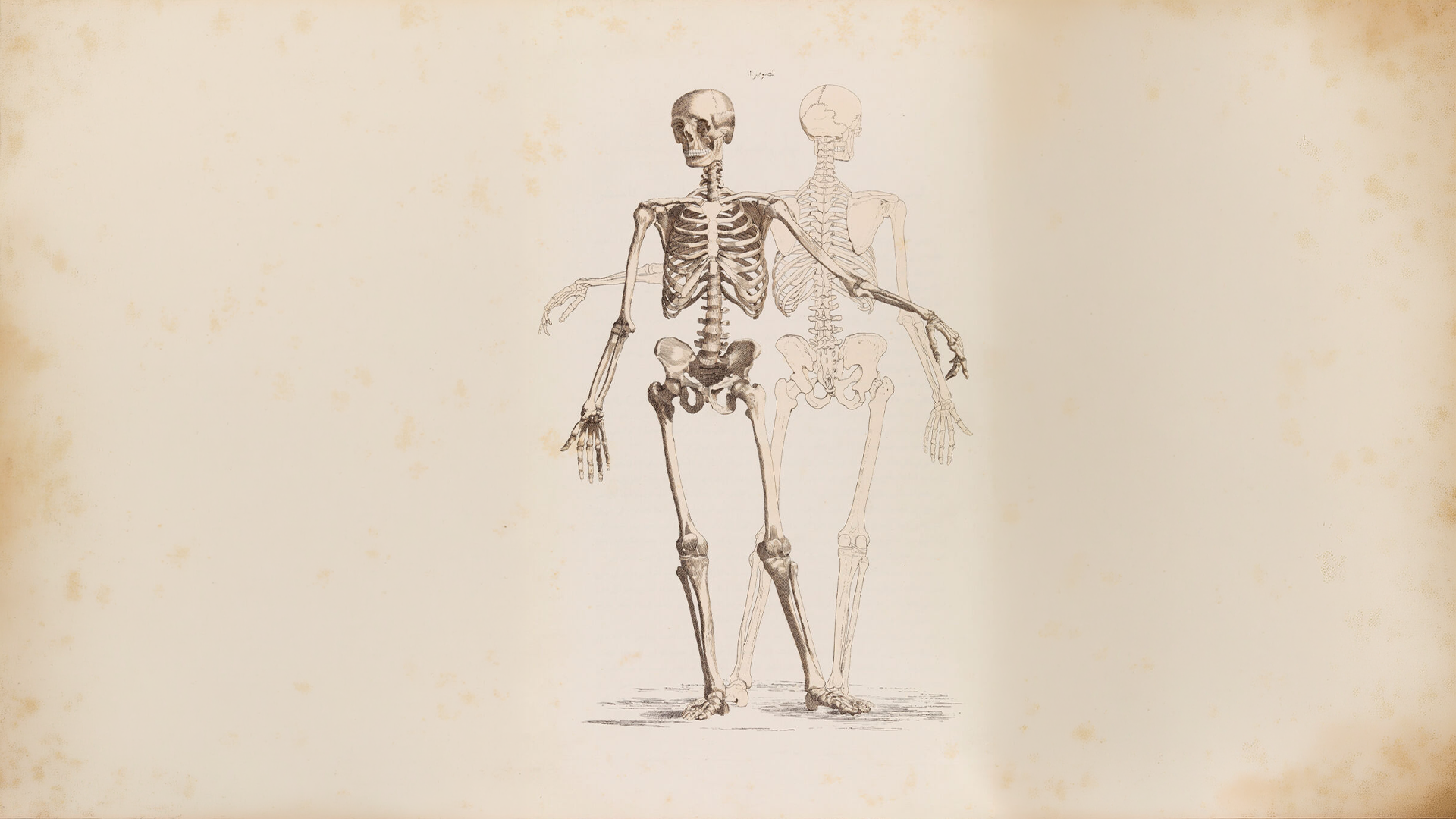 Anatomy at Sheffield: A VR Journey