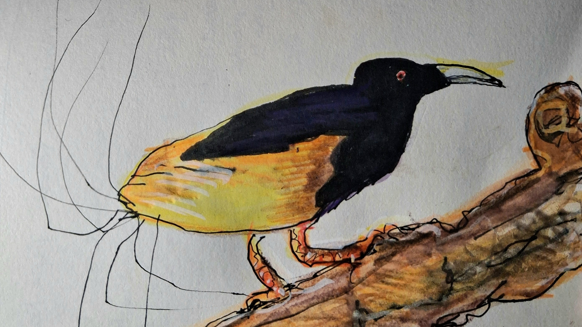 Birds of Paradise: Colours of the Spectrum