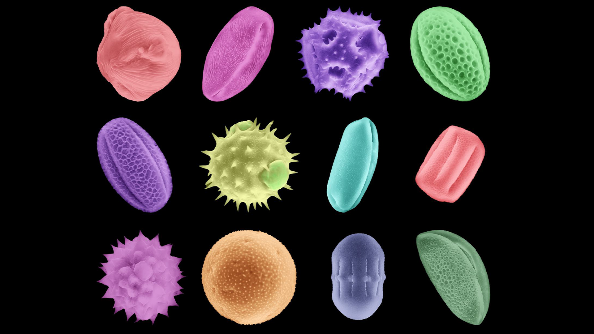 Pollen Through Space and Time